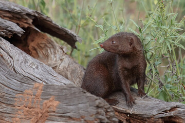 Südliche Zwergmanguste / Dwarf mongoose / Helogale parvula