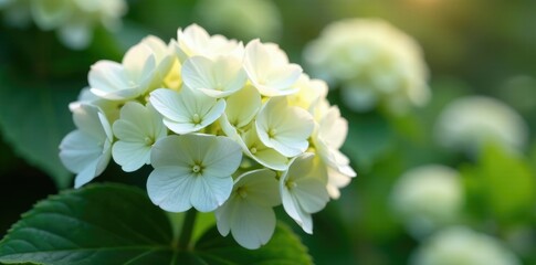 Hydrangea starts to show its first white blooms from a unique shape, blossoming, shape