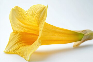 Yellow Trumpet Flowers Isolated on White Background. Springtime Blossoms in Vibrant Yellow and Gold