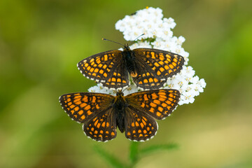 Wachtelweizen-Scheckenfalter (Melitaea athalia) zur Paarungszeit	
