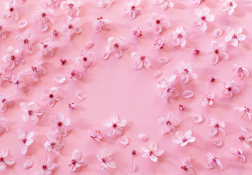 pink cherry flowers on pink background