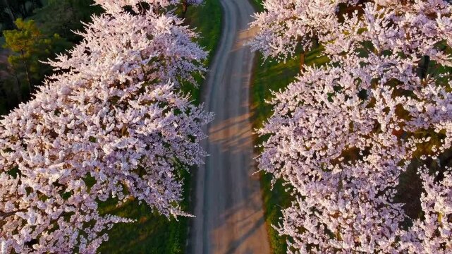 An aerial view of a fully bloomed cherry blossom row with no people.