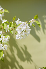 Branch with white apple blossoms and green leaves casting shadows on a light green background