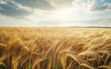 A vast wheat field swaying in the wind