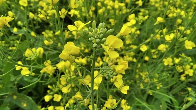 Mustard Brassica juncea plant field agriculture farm with beautiful yellow flower