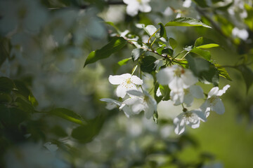 Beautiful white flowers blooming on branches in a sunny garden setting