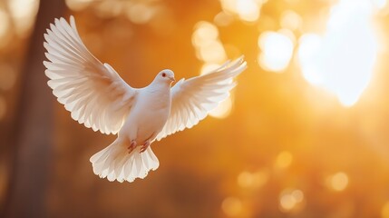 Majestic white dove in flight illuminated by the warm glow of the sun during a serene sunset capturing freedom and peace : Generative AI