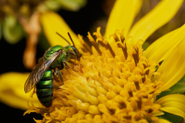 Green bee on yellow flower gathering pollen