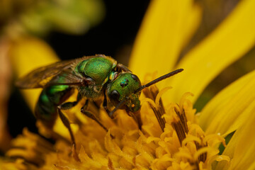 Green bee on yellow flower gathering pollen