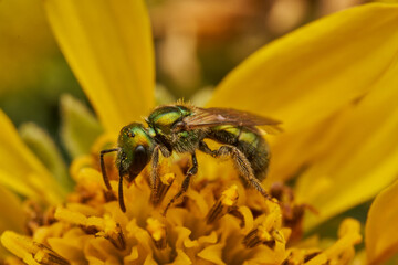 Green bee on yellow flower gathering pollen