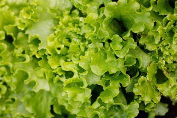 Lettuce leaves with ruffled edges form a beautiful background