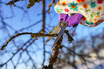 Secateurs for Trimming tree branches. Gardener cuts branches on dry tree with Handheld Pruning...