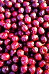 Cherry with drops water, background, texture. Lots of cherries on sunset. Cherry background. Beautiful Red berries background. Delicious Cherry berry background. Bunch of red cherries, vertical photo.