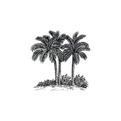 Obraz premium date palm tree design vector template illustration