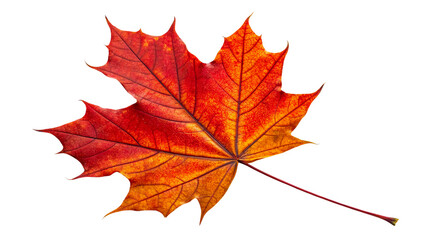 Obraz premium Canadian red maple leaf isolated on transparent background