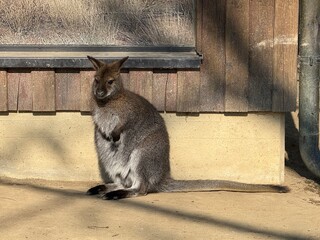 kangaroo