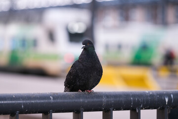 Pigeon on a fence