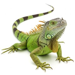 iguana on white background