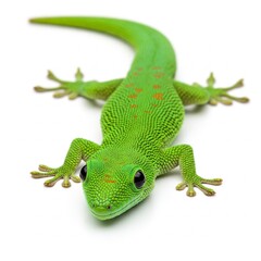 Fototapeta premium green lizard on a white background