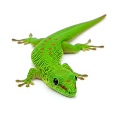 Fototapeta premium green gekko isolated on white