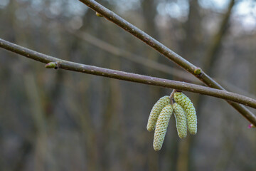 buds of a willow