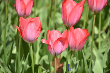 Garden with Pretty Tulips in Bloom in the Spring
