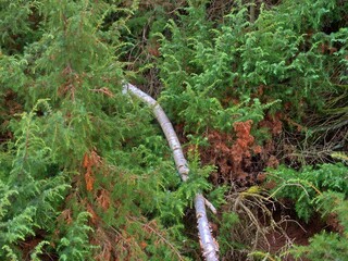 Falled light beefed tree trunk between trees of a spruce lock