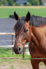 Beautiful brown riding horse portrait from the yard of the riding school. There is a building and a meadow in the blurred background.