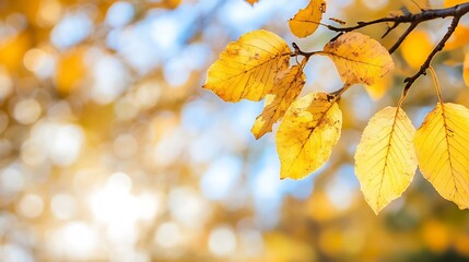 Obraz premium Golden autumn leaves illuminated by sunlight creating a warm and inviting backdrop : Generative AI