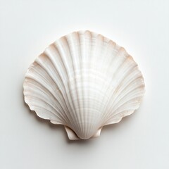 flat, white seashell with grooves on its surface .