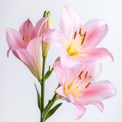 Fototapeta premium Bouquet of beautiful flowers in shades of pink and long pistils, also some closed buds.