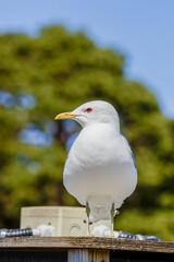 Wild common gull in Korkeasaari zoo. It is a common water bird in Finland. Gulls are used to people and are fearless city birds. They try to steal goodies especially from unwary tourists.