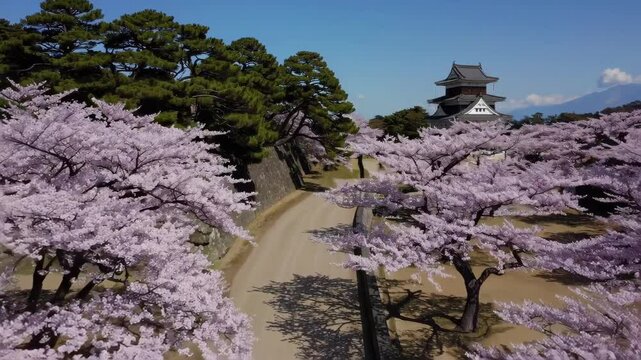 An aerial view of a fully bloomed cherry blossom row with classic castle.