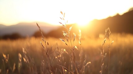 Golden hour captured with soft sunlight shining through wild grass in an open field : Generative AI
