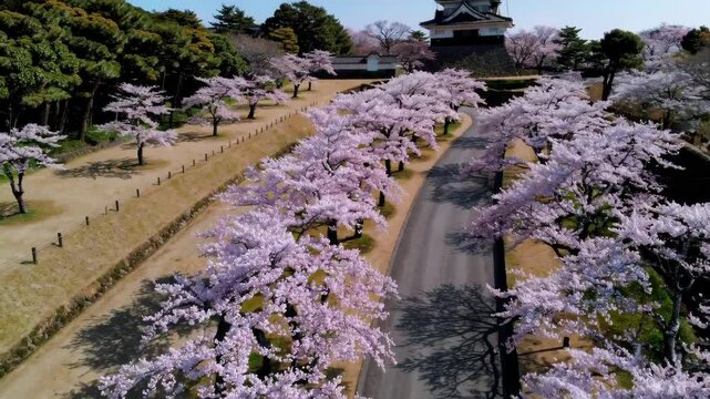 An aerial view of a fully bloomed cherry blossom row with classic castle.