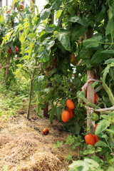 Bunch of small orange-red tomatoes ripened in the greenhouse