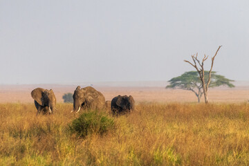 A herd of African Elephants -Loxodonta Africana- grazing in the Serengeti, Tanzania, during the golden hour around sunset