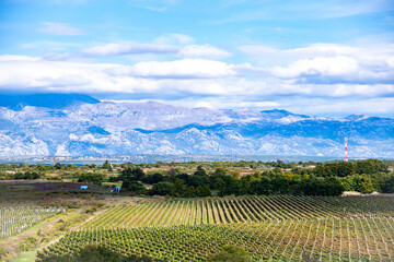 Fototapeta premium vineyard in dalmatia
