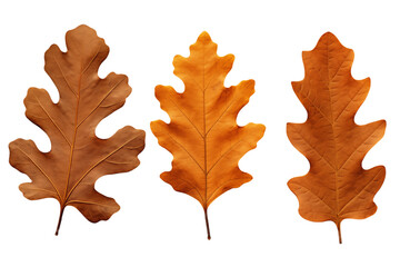 Fototapeta premium Three dried oak leaves isolated on a transparent background.