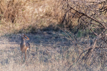 Telephoto of two Dik Diks - Madoqua kirkii- hiding in the bushes of the Serengeti, Tanzania