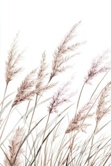 Delicate Pampas Grass, Airy Watercolor Illustration, Soft Pink and Gray Tones, Minimalist Design.