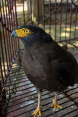 A Spilornis cheela in a birdcage, commonly know as crested serpent eagle, a medium-sized bird of prey that is found in forested habitats across tropical Asia.
