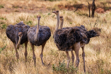 Telephoto of a group of a Somali Ostriches - Struthio molybdophanes- in the Samburu national...