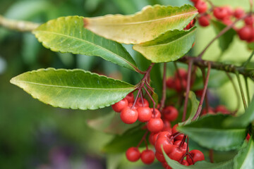Close-up of red Ardisia japonica fruits growing