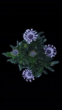Time lapse of opening Rain Daisy flowers with ALPHA channel, top view, vertical orientation