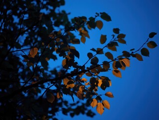 Yellow leaves on tree branches illuminated by sunset light.