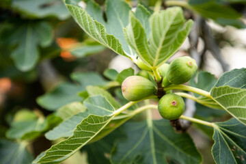 Green figs on a tree