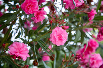 Nerium oleander. Poisonous perennial plant of the periwinkle family. Medicinal plant. Delicate pink flowers, background