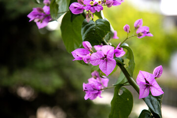 Obraz premium Bougainvillea. Lilac flowers in the garden. Evergreen liana. Tropical plant