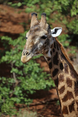 Giraffe / Giraffe / Giraffa camelopardalis